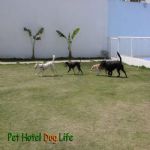 Creche (day Care)