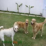 Creche (day Care)