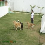 Creche (day Care)