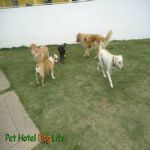 Creche (day Care)