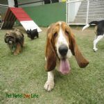 Creche (day Care)