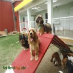 Creche (day Care)