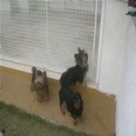 Creche (day Care)