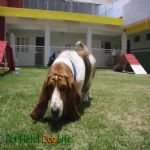 Creche (day Care)