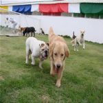 Creche (day Care)