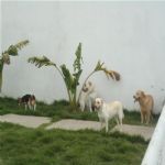 Creche (day Care)