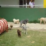 Creche (day Care)