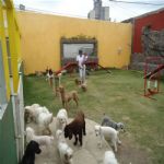 Creche (day Care)