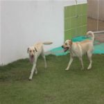 Creche (day Care)