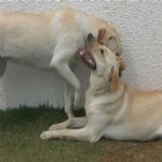 Creche (day Care)