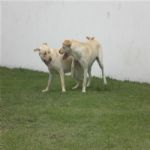Creche (day Care)