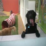 Creche (day Care)