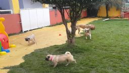 É só alegria e diversão - Parte 2