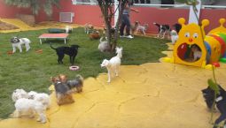 Galerinha Reunida - Só falta você.