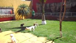 Diversão na Creche.