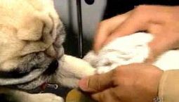 Jornal do SBT Manhã - Cuidados com os animais no inverno