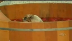 Jornal da Band – Série: A Invasão dos Cães