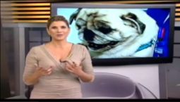 Record Notícias - Como refrescar os animais no verão